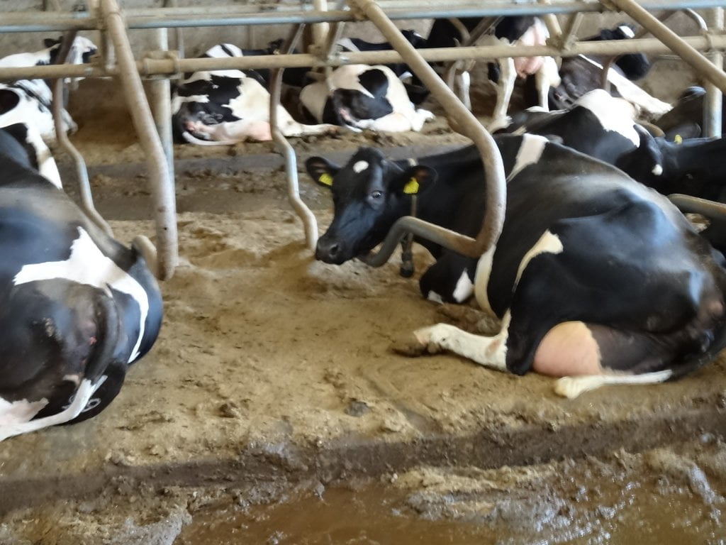 Kuer ligger på separert strø